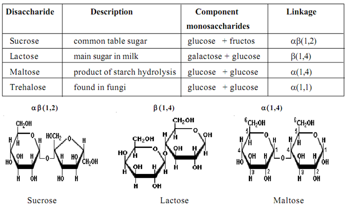 2240_How are glycosidic bonds formed.png